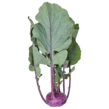 Ukza F1 kaleráb nepraskajúci balenie 2500 semien