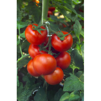 Barbados F1 rajčiak balenie 100 semien