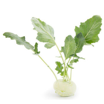 Cindy F1 kaleráb veľmi skorý balenie 2500 semien