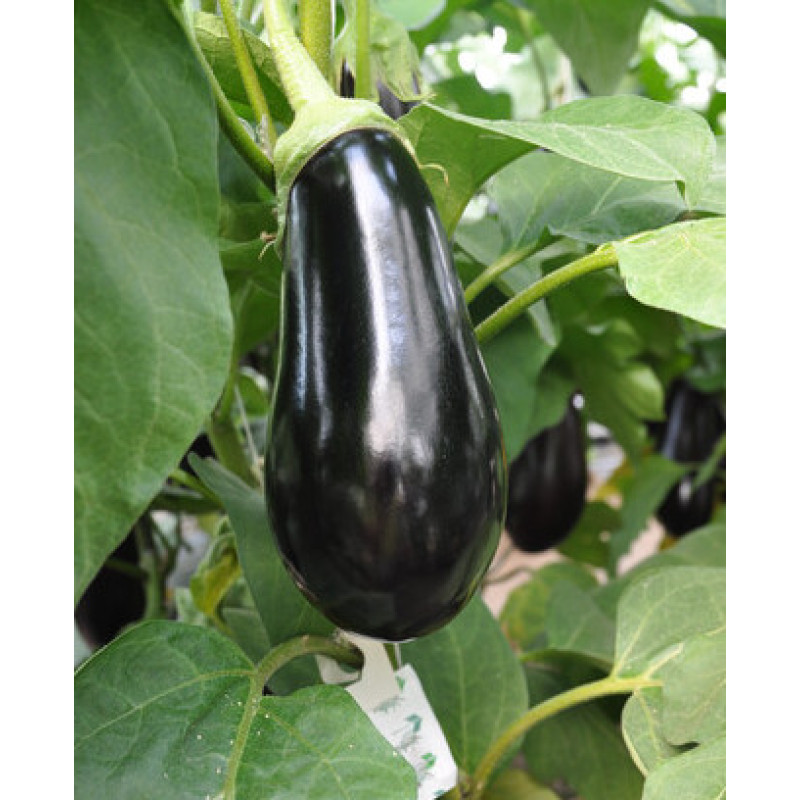 Sharapova F1 baklažán skorý balenie 100 semien