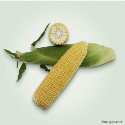 Royalty F1 kukurica cukrová odolná voči chorobám 500 semien