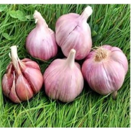 Skalka cesnak skorý ozimný fialový ostrý paličiak ..