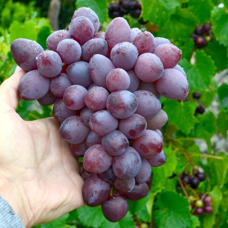 Skazka stolový vinič bezsemenný ružový prostokorenný
