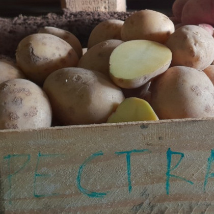 Spectra sadba zemiaky skoré žlté 5 kg