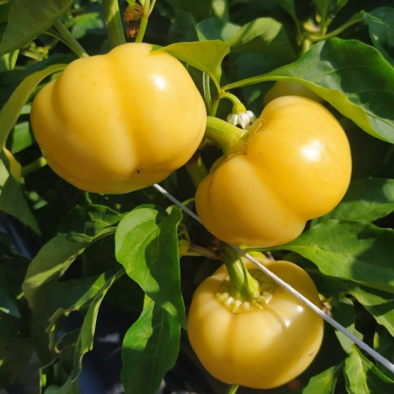Steffi F1 paprika jabĺčková sladká skorá 100 semien