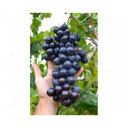 Strašenskij stolový vinič modrý stredne skorý rezistentný prostokorenný