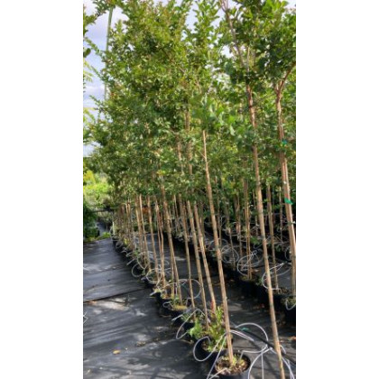 Super Rouge lagerstroemia indica jasno červená myrta krepová kmienik 160-180cm kontajner C7,5L