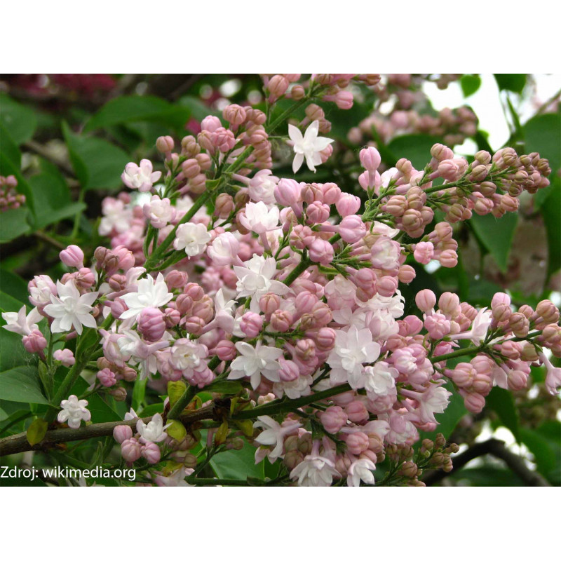 Beauty of Moscow syringa vulgaris orgován C5L/ 50-60