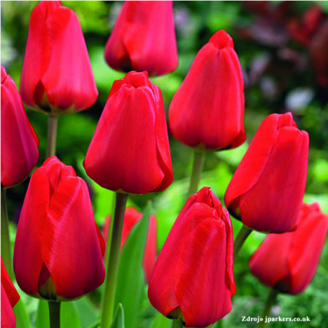 Apeldoorn tulipán klasický červený 7ks / 12+