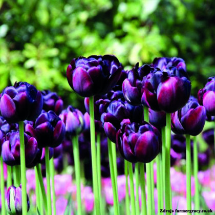 Black Hero tulipán veľký tmavo fialový 7ks bal.