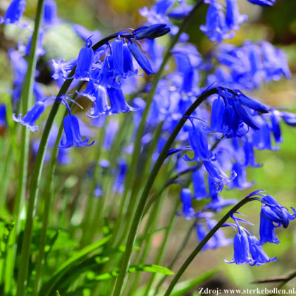 Blue Bell hyacint 3ks 