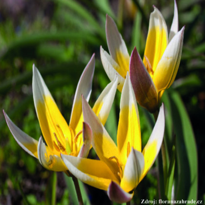 Botanická zmes tulipánov 6 ks 