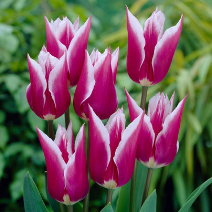 Claudia tulipán liliokvetý rúžovo biely 7ks bal.