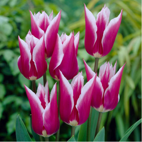 Claudia tulipán liliokvetý rúžovo biely 7ks / 11-12