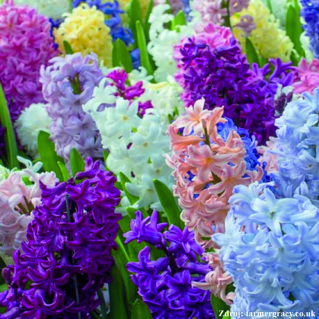 Hyacinty mix zmeska farbí 3ks 