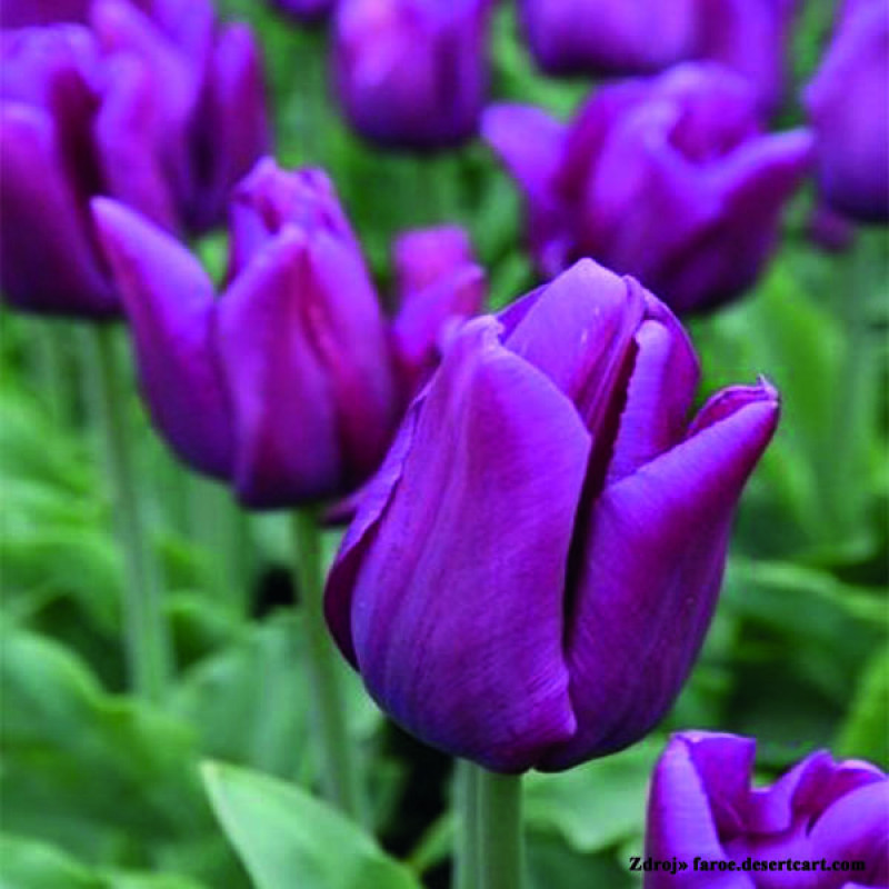 Passionale tulipán sýto ružový 10ks bal.