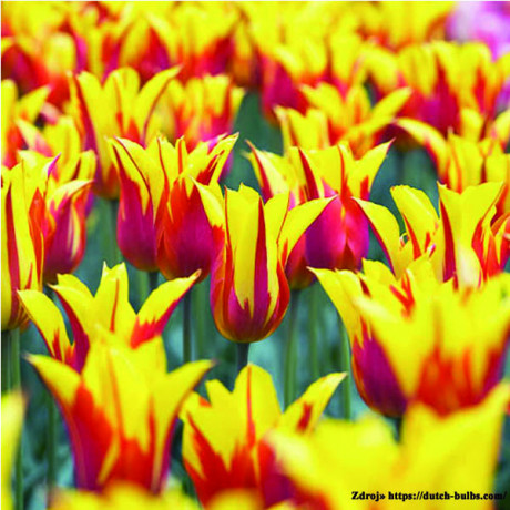 Fire Wings tulipán červeno žltý ľaliokvetý 7ks / 11-12