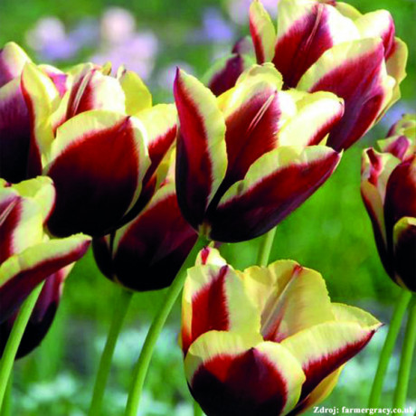 Gavota tulipán žlto fialový 6ks bal.
