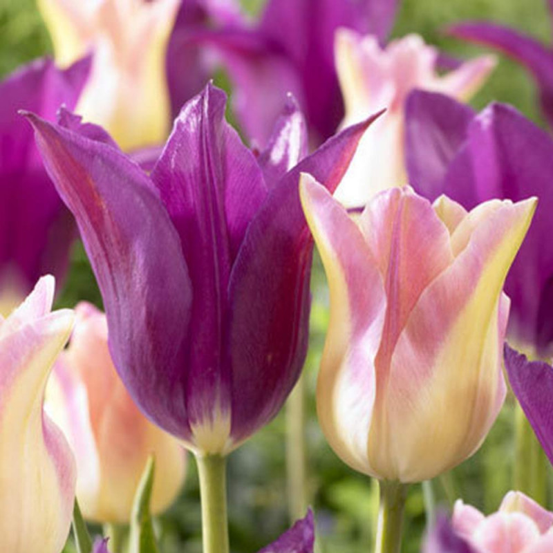 Lilac Dreams tulipán mix fialové ružovo-biele 7ks / 11-12
