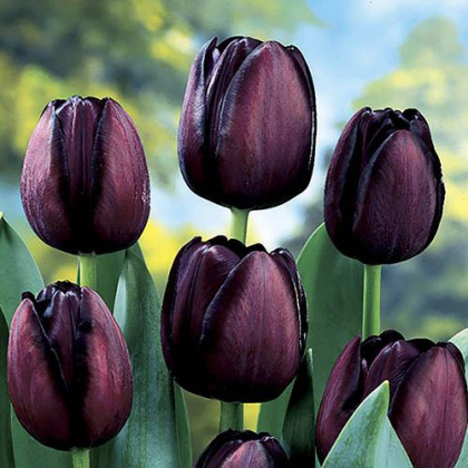 Queen of Night tulipán veľkokvetý karmínovo čierny 7ks bal. 