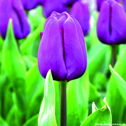 Purple Prince tulipán sýto fialový 6ks bal.
