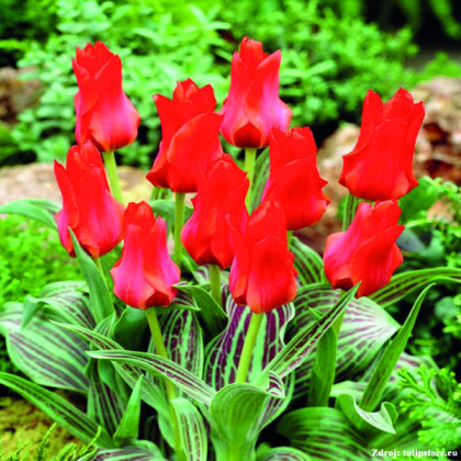 Rotkappchen tulipány kompaktný červený 17ks