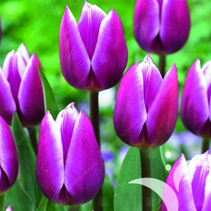 Synaeda Blue tulipán ružovo biely 8ks bal.