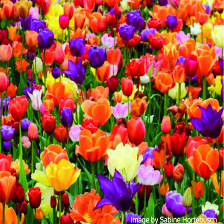 Duhová zmes tulipánov 25 ks 