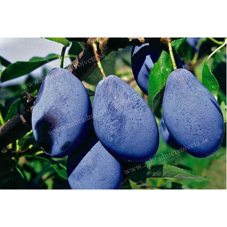 Valjevka slivka neskorá  prostokorenná podpník Myrobalán