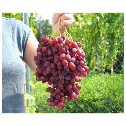 Veles stolový vinič rezistentný bezsemenný ružový kontajner C2L
