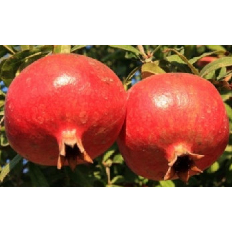 Rosso Granátové jablko veľkoplodé