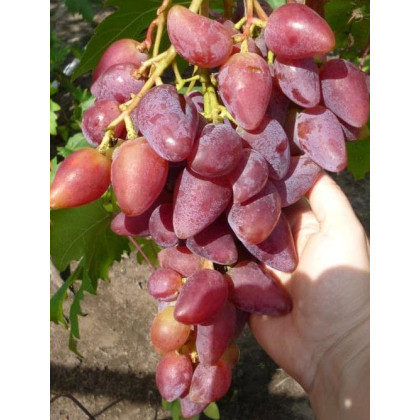 Dubovskij Rozovyj vinič stolový rezistentný veľké plody prostokorenný