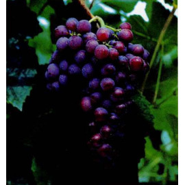 Einset Seedless vinič stolový rezistentný bezsemen..