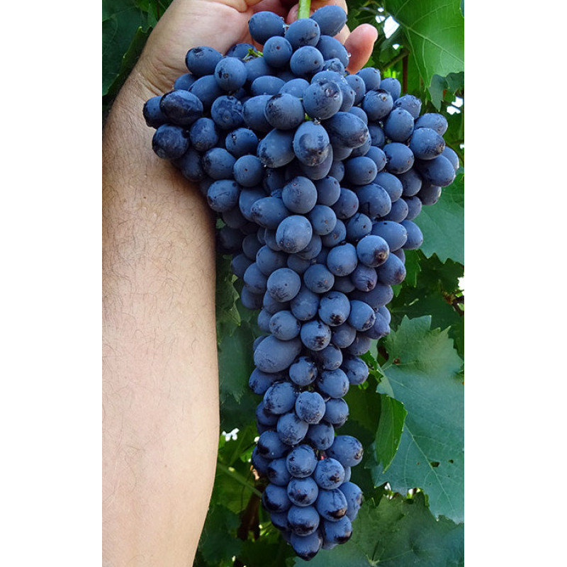 Jasja vinič stolový rezistentný bezsemenný prostokorenný