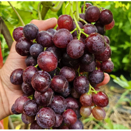 Kišmiš Spokusa vinič stolový veľmi skorý bezsemenný rezistentný C1.5L 