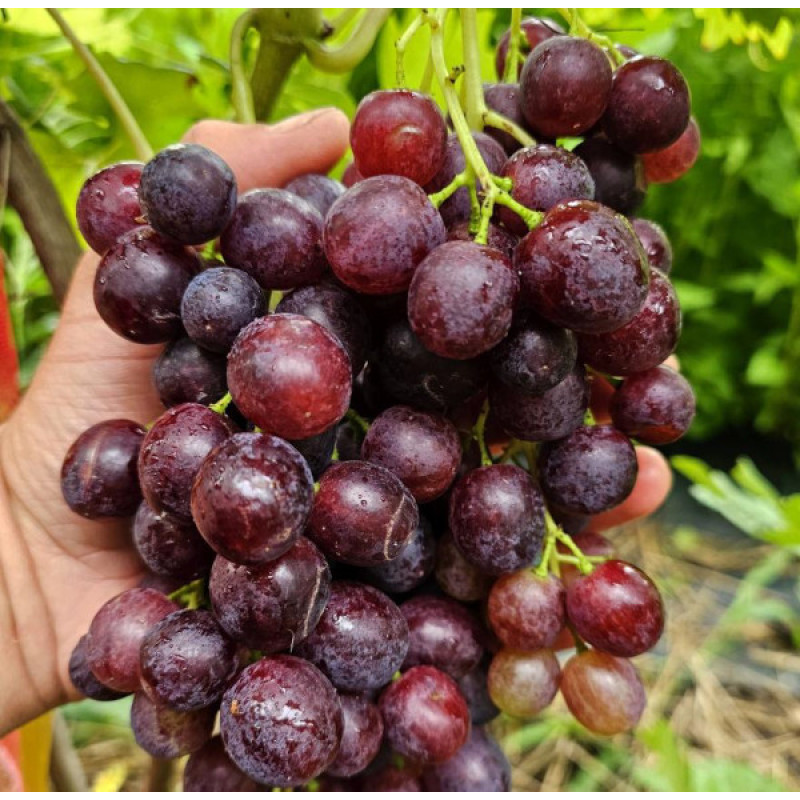 Kišmiš Spokusa vinič stolový veľmi skorý bezsemenný rezistentný C1.5L 