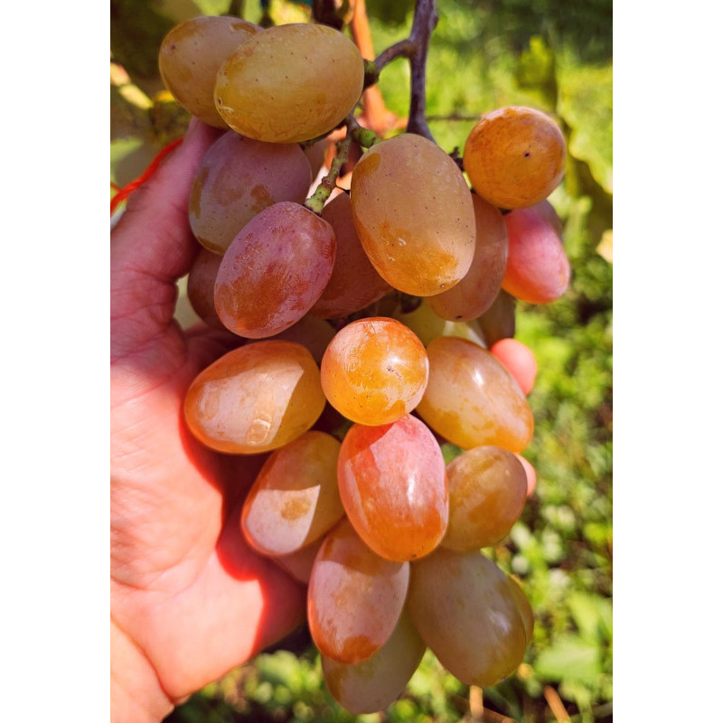 Krasnaja Planéta vinič stolový extra skorý rezistentný C1.5L 