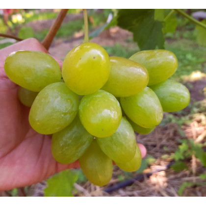 Podarok Bratu vinič stolový rezistentný C1.5L 