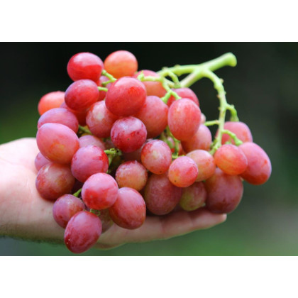 Rubinovyj Jubilej vinič stolový skorý rezistentný C1.5L 