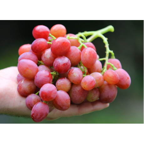 Rubinovyj Jubilej vinič stolový skorý rezistentný C1.5L 