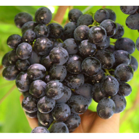 Adamas vinič stolový modrý veľmi skorý rezistentný