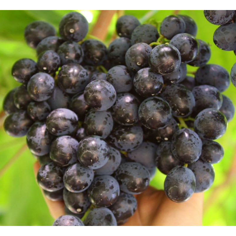 Adamas vinič stolový modrý veľmi skorý rezistentný