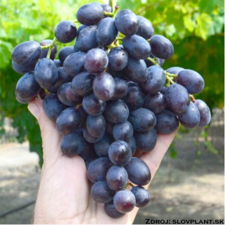 Alfa stolový vinič rezistentný modrý skorý kontajner