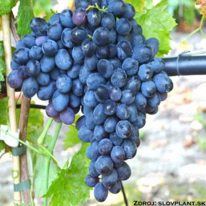 Ivanka bezsemenný stolový vinič rezistentný veľký tmavo modrý prostokorenný