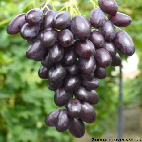 Katalonia vinič stolový rezistentný tmavo fialový čierny veľký prostokorenný