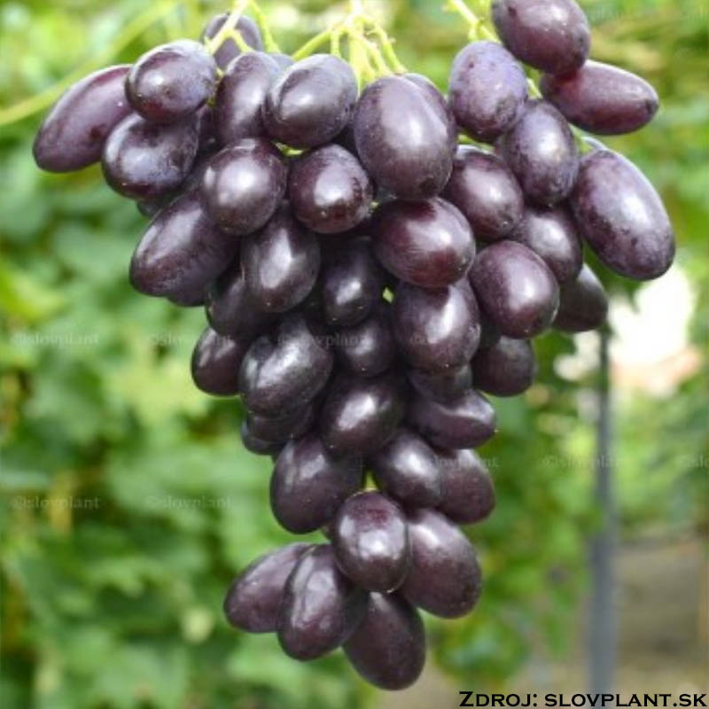 Katalonia vinič stolový rezistentný tmavo fialový čierny veľký prostokorenný