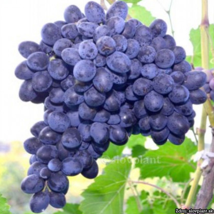 Nero stolový vinič modrý stredne skorý rezistentný C2L