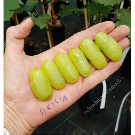 Sicilia stolový vinič biely skorý rezistentný C1,5L