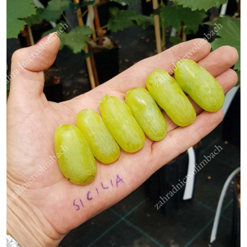 Sicilia stolový vinič biely skorý rezistentný C1,5L