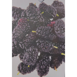 Moruša čierna veľkoplodá štepená kontajner C 7,5 L..